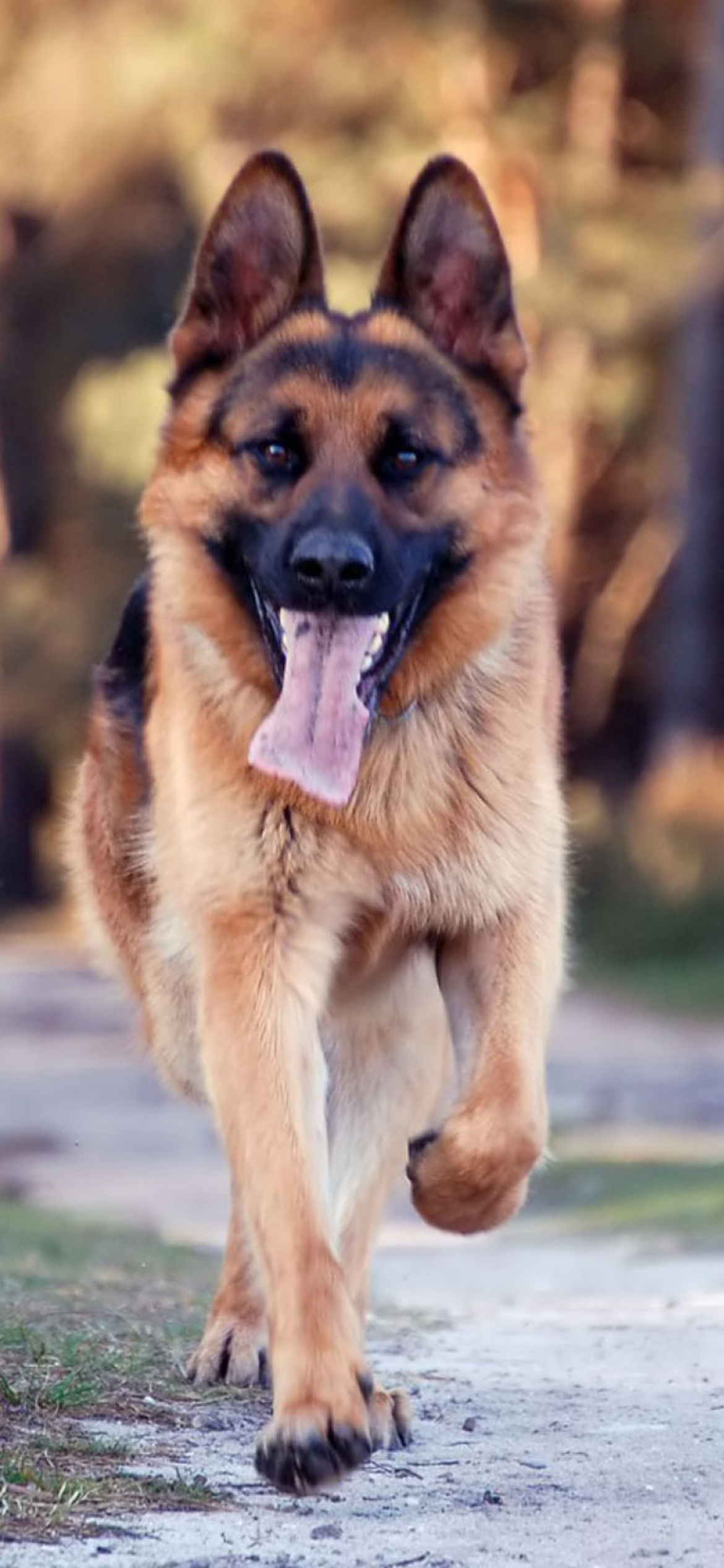 Fondo de pantalla German Shepherd Dog 1170x2532