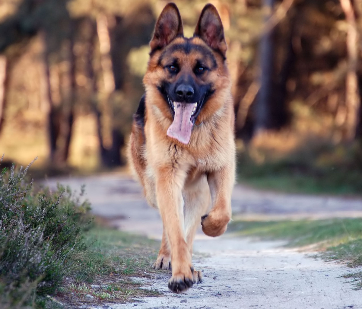 Fondo de pantalla German Shepherd Dog 1200x1024