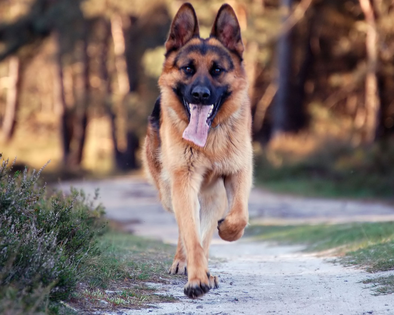 Fondo de pantalla German Shepherd Dog 1280x1024