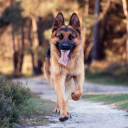 Fondo de pantalla German Shepherd Dog 128x128