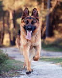 Fondo de pantalla German Shepherd Dog 128x160