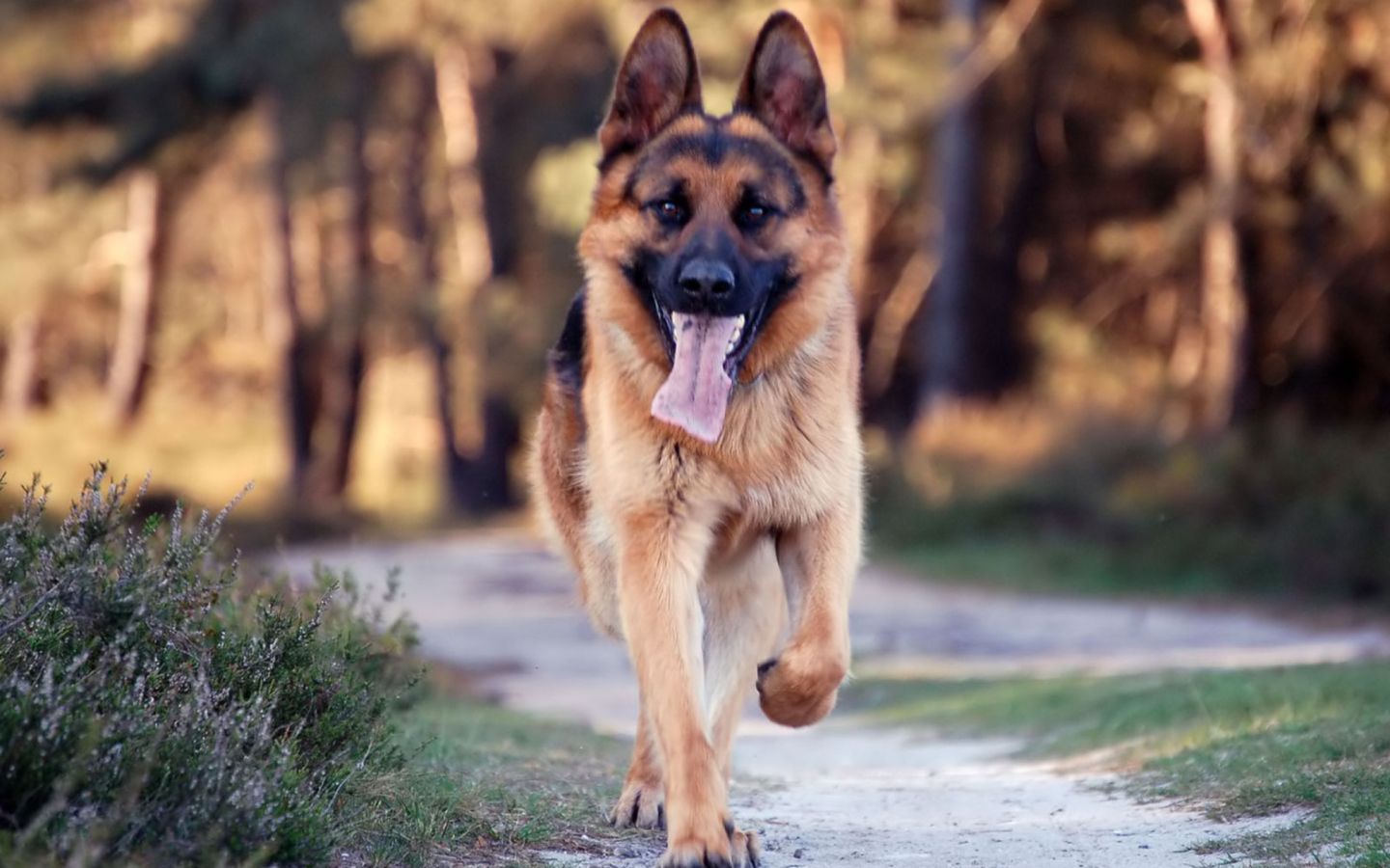 German Shepherd Dog screenshot #1 1440x900