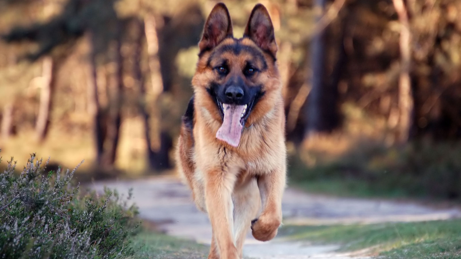 Fondo de pantalla German Shepherd Dog 1600x900
