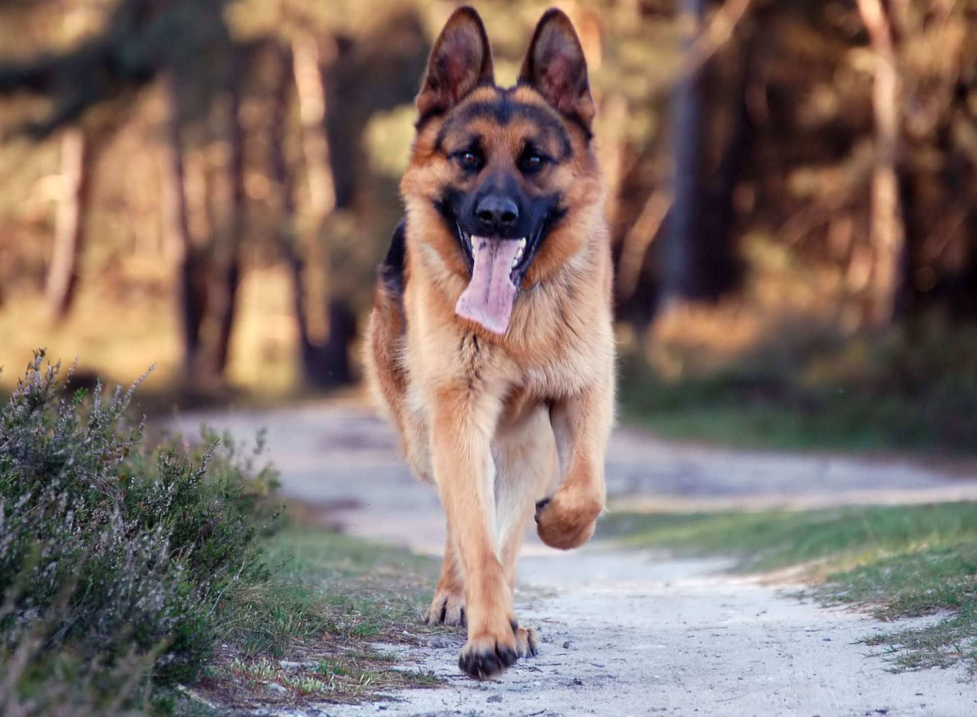 Fondo de pantalla German Shepherd Dog 1920x1408