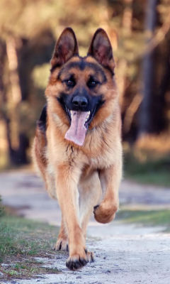Screenshot №1 pro téma German Shepherd Dog 240x400