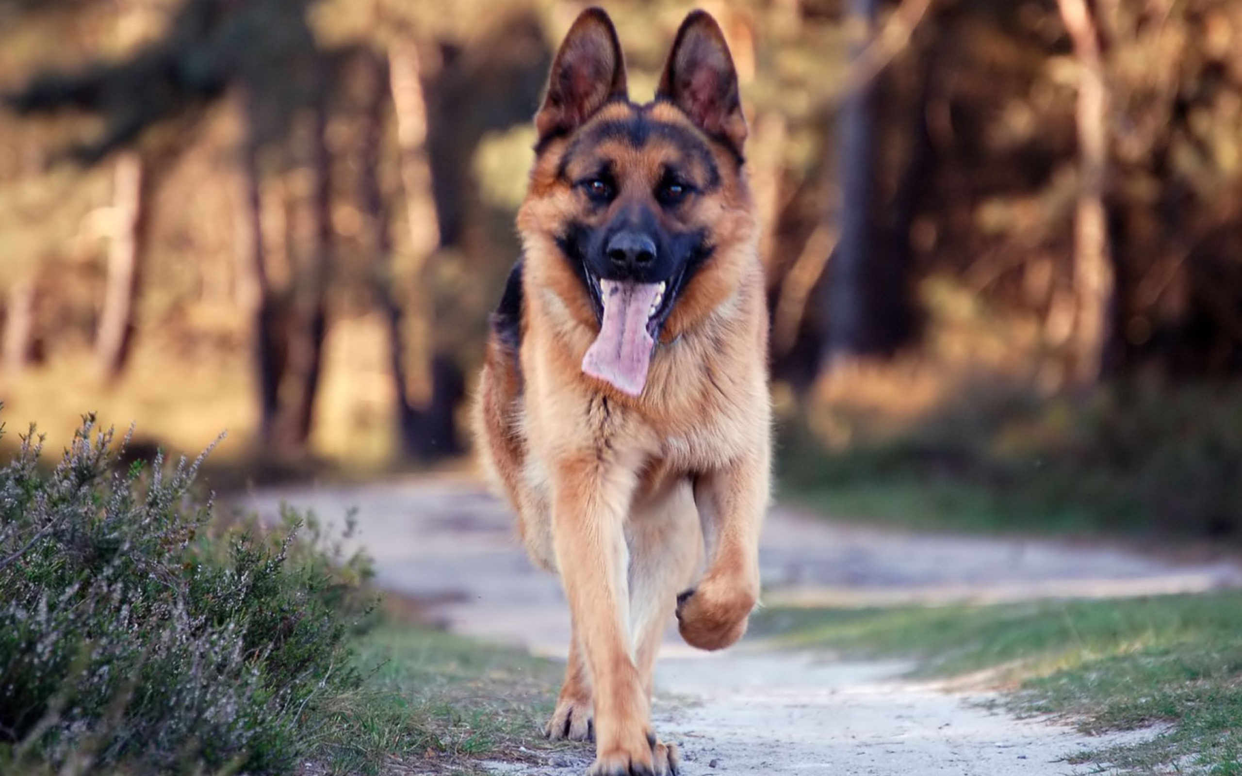 Fondo de pantalla German Shepherd Dog 2560x1600