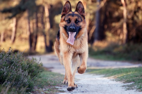 Fondo de pantalla German Shepherd Dog 480x320