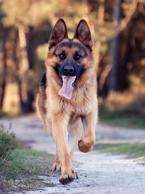 Fondo de pantalla German Shepherd Dog 480x640