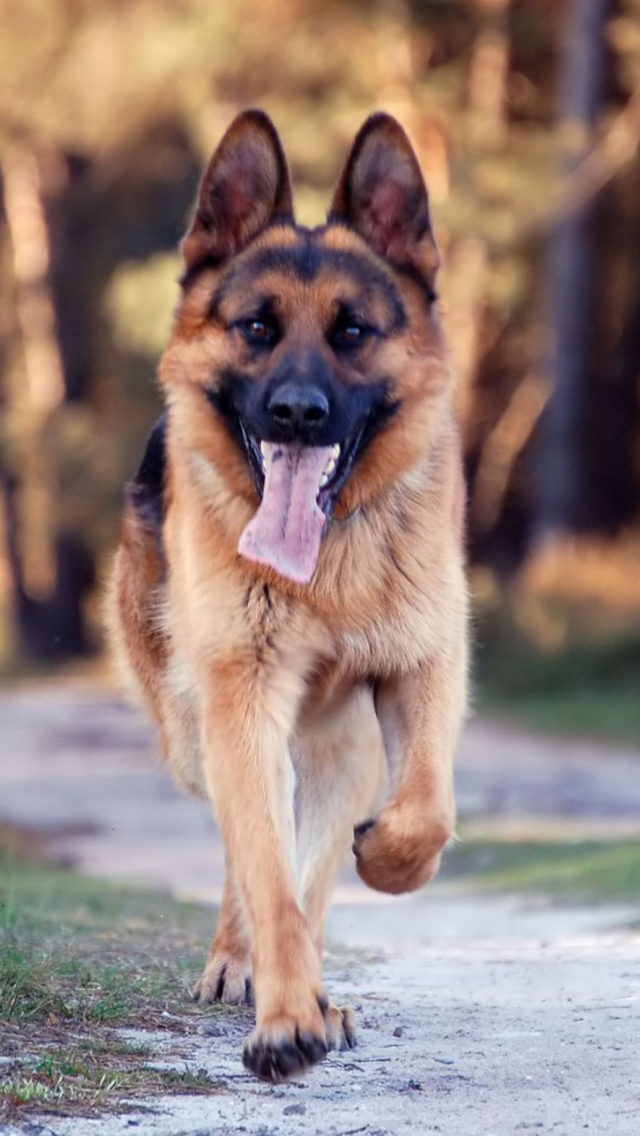 Das German Shepherd Dog Wallpaper 640x1136