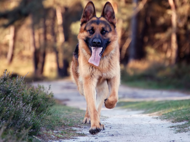 German Shepherd Dog wallpaper 640x480