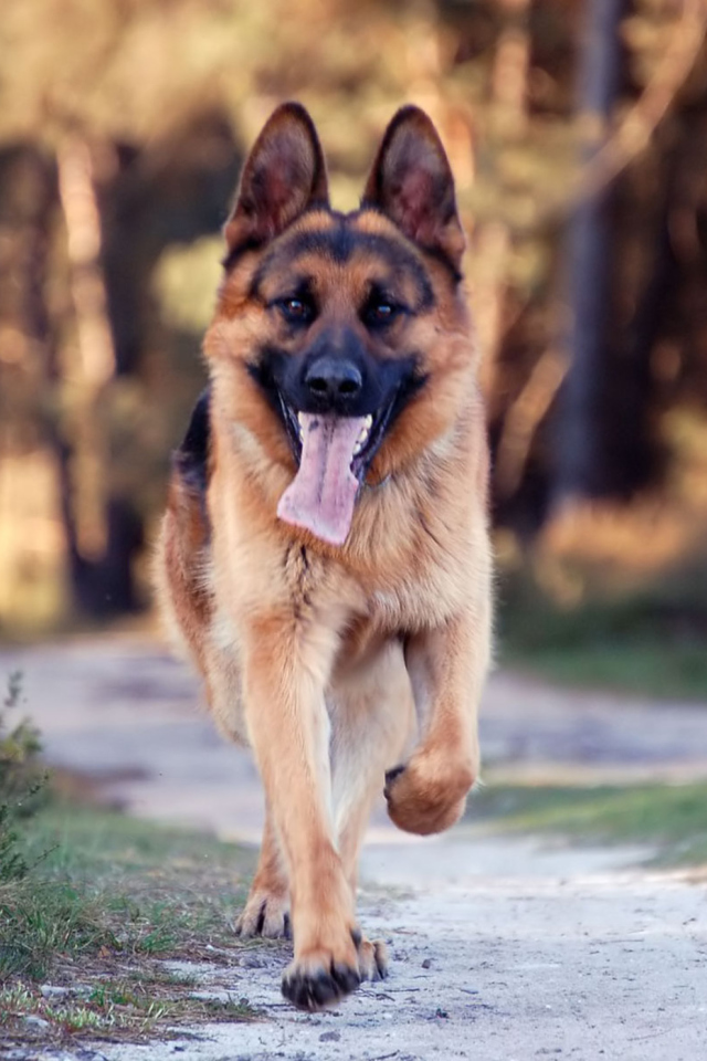 Fondo de pantalla German Shepherd Dog 640x960