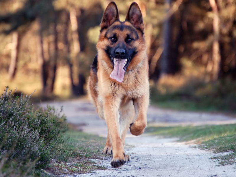 Screenshot №1 pro téma German Shepherd Dog 800x600