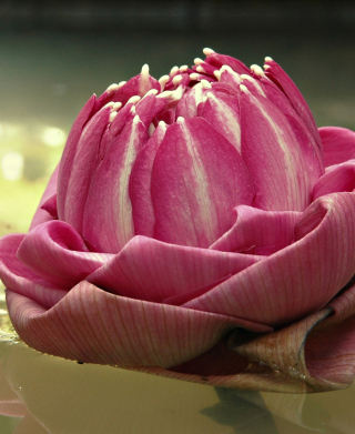 Pink Flower - Obrázkek zdarma pro Samsung i900 Omnia