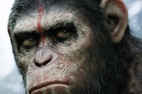 Das Dawn Of The Planet Of The Apes 2014 Wallpaper 480x320