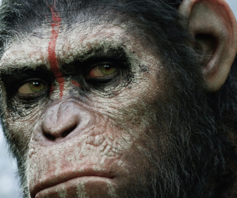 Dawn Of The Planet Of The Apes 2014 wallpaper 480x400