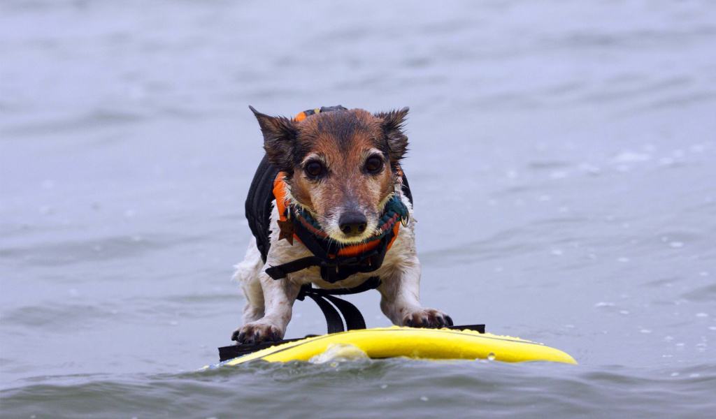 Обои Surfing Puppy 1024x600