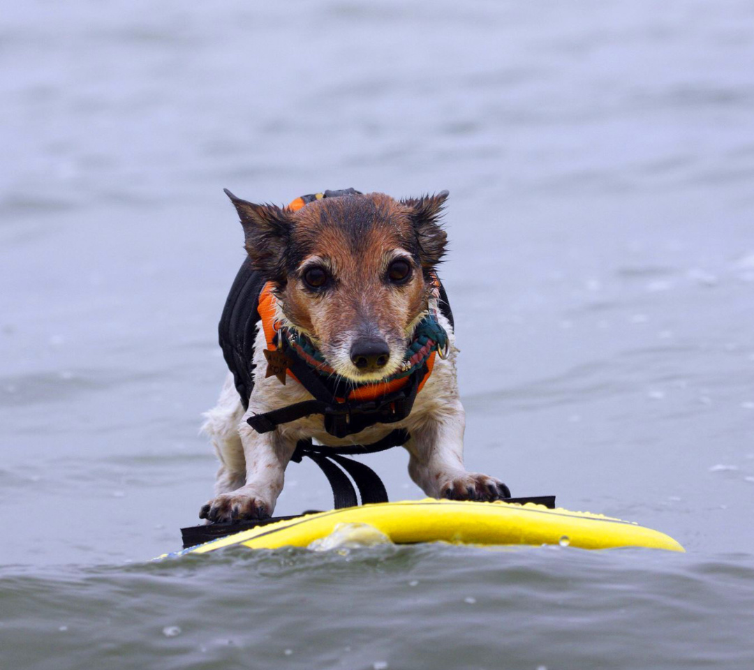 Das Surfing Puppy Wallpaper 1080x960