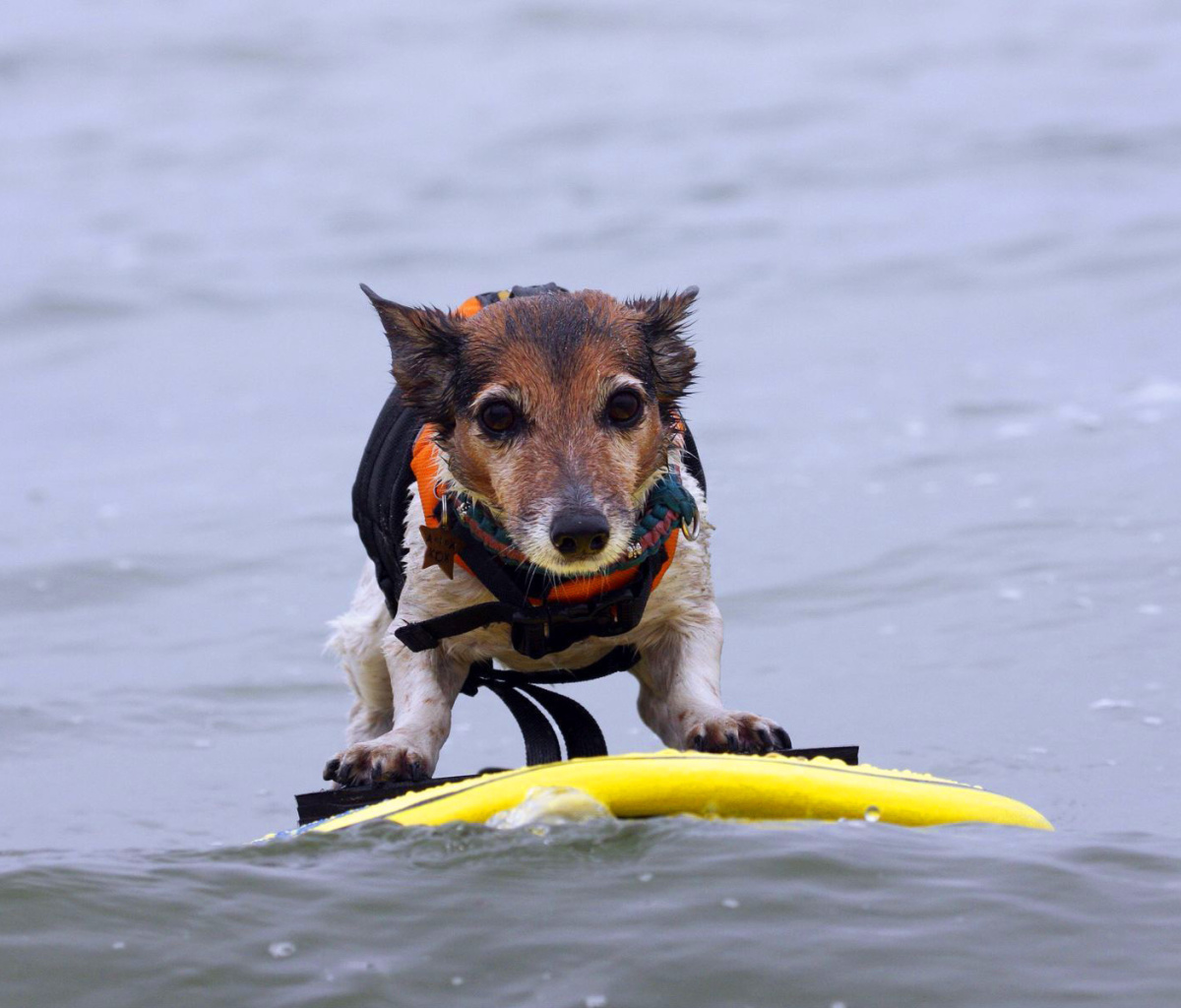 Fondo de pantalla Surfing Puppy 1200x1024