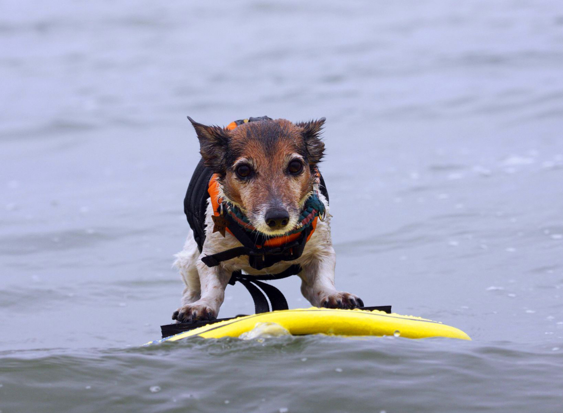 Fondo de pantalla Surfing Puppy 1920x1408