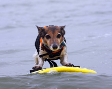 Das Surfing Puppy Wallpaper 220x176