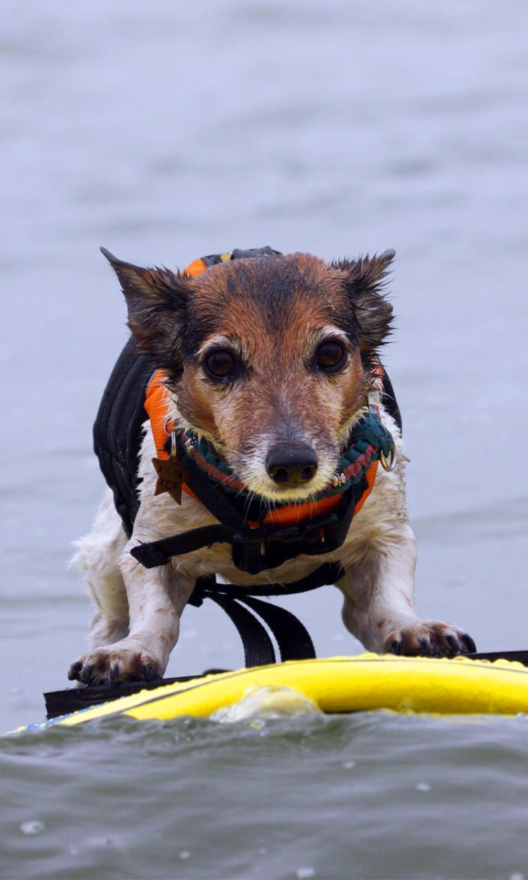 Sfondi Surfing Puppy 768x1280