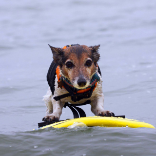 Surfing Puppy sfondi gratuiti per iPad Air