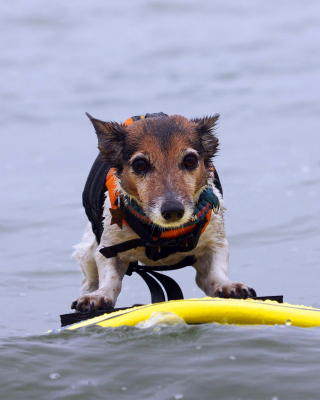 Surfing Puppy - Obrázkek zdarma pro Nokia C2-01