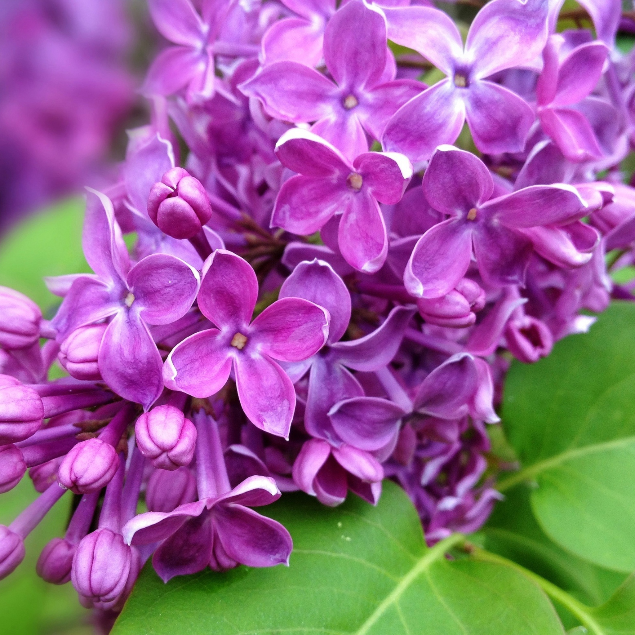 Spring Lilac, blooming wallpaper 2048x2048