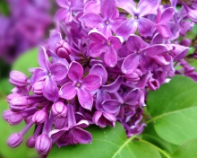 Screenshot №1 pro téma Spring Lilac, blooming 220x176