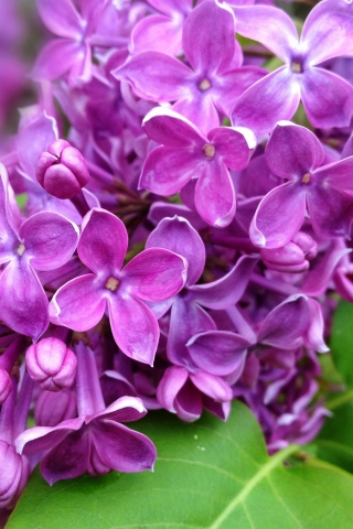 Обои Spring Lilac, blooming 320x480