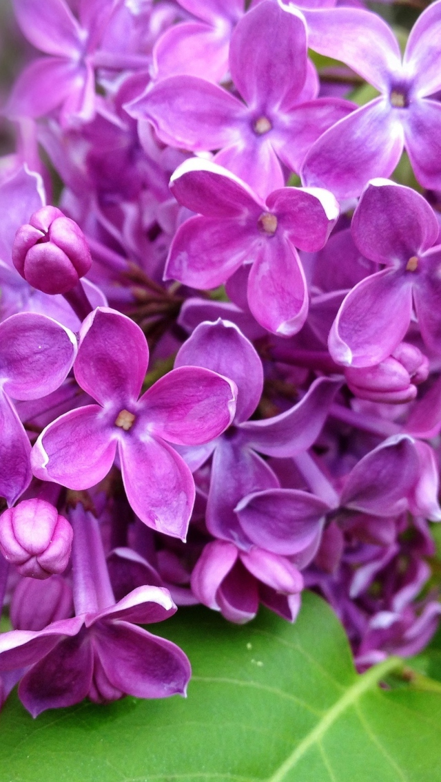 Spring Lilac, blooming wallpaper 640x1136