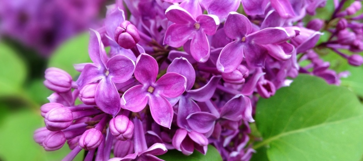 Screenshot №1 pro téma Spring Lilac, blooming 720x320