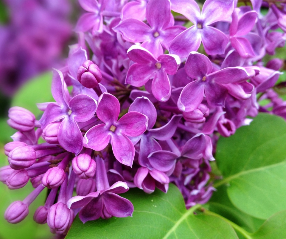 Fondo de pantalla Spring Lilac, blooming 960x800