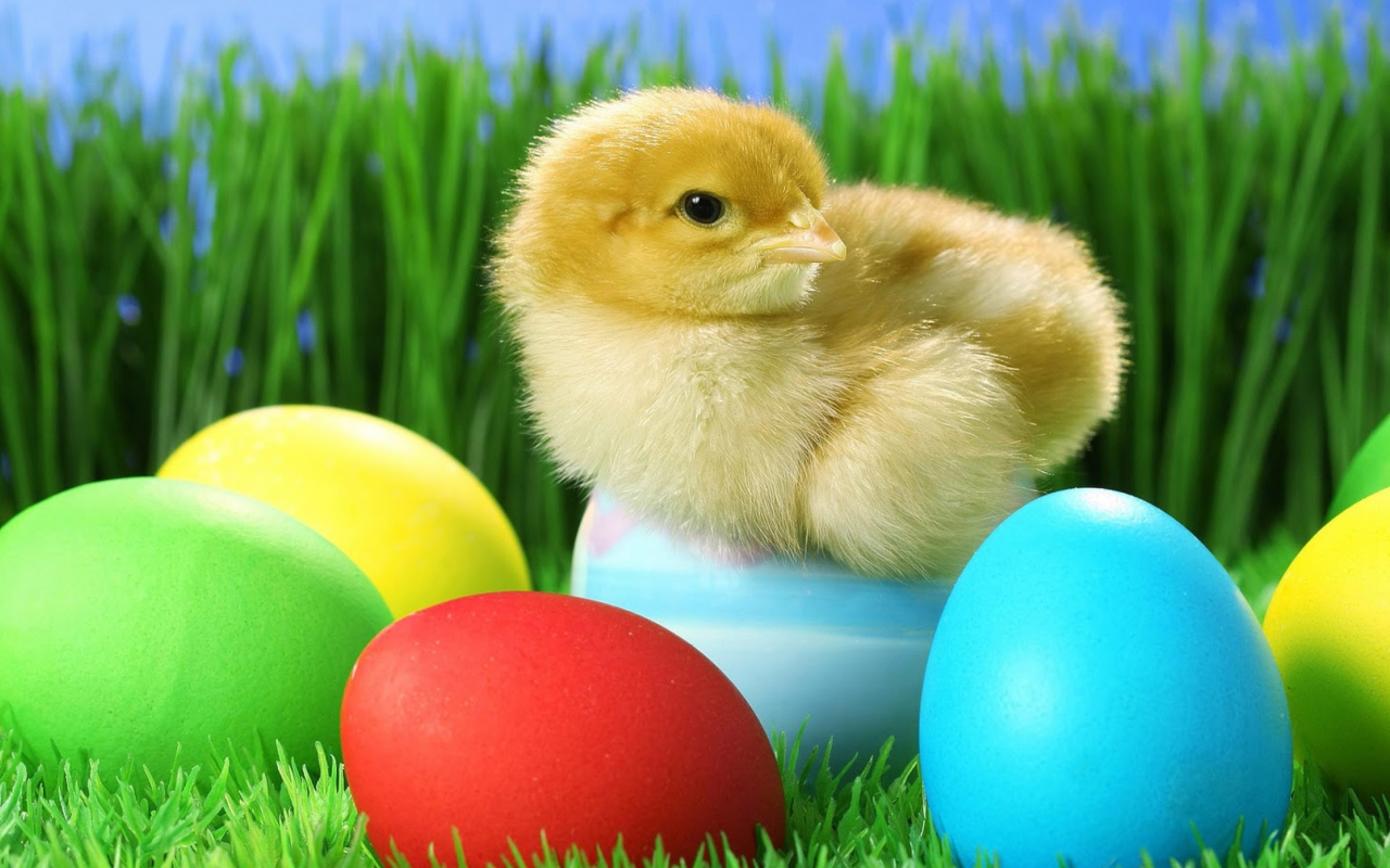 Fondo de pantalla Yellow Chick And Easter Eggs 1280x800