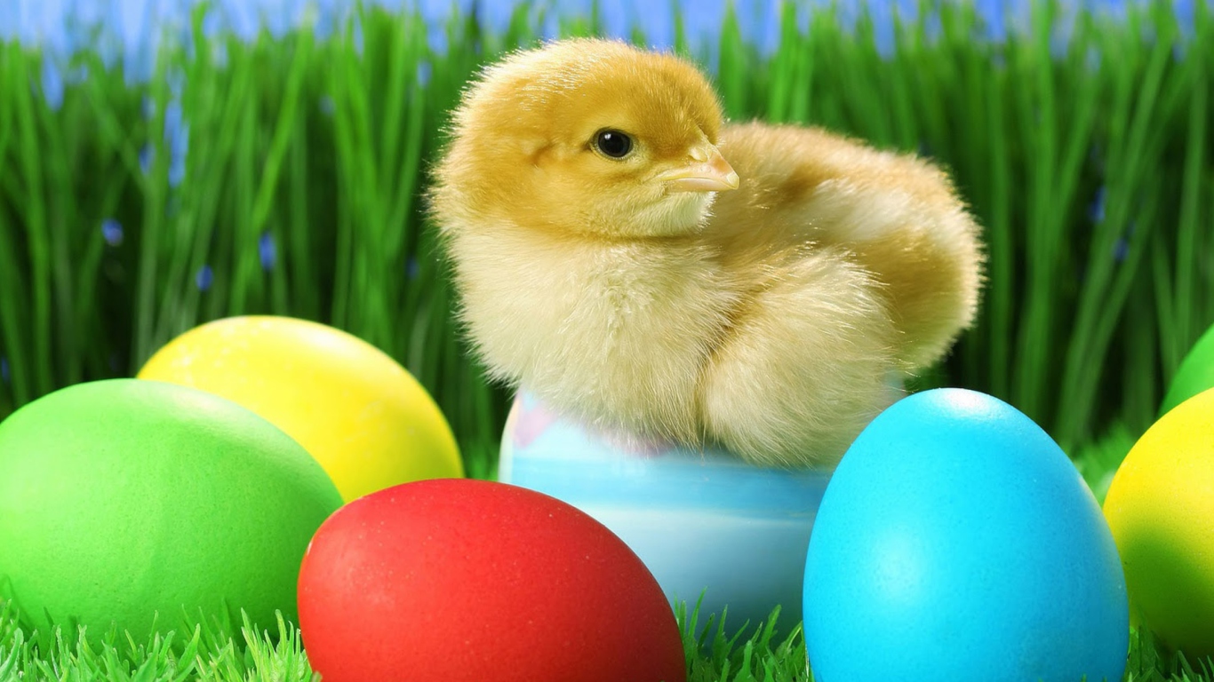 Yellow Chick And Easter Eggs wallpaper 1366x768