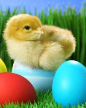 Yellow Chick And Easter Eggs wallpaper 176x220