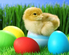 Das Yellow Chick And Easter Eggs Wallpaper 220x176