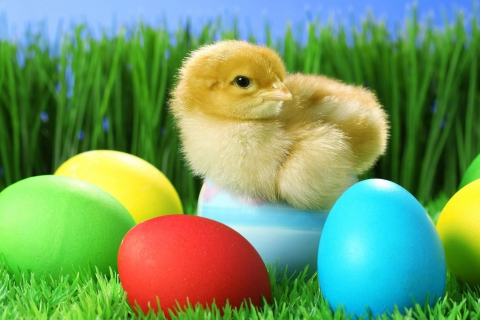 Yellow Chick And Easter Eggs wallpaper 480x320