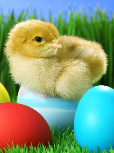 Fondo de pantalla Yellow Chick And Easter Eggs 480x640
