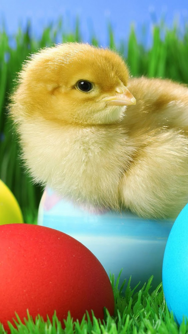 Обои Yellow Chick And Easter Eggs 640x1136