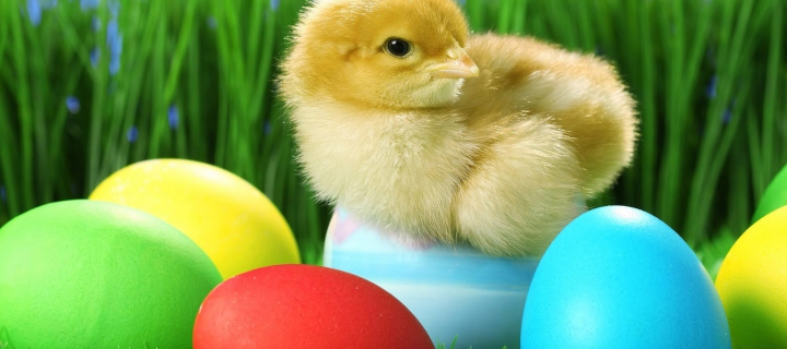 Sfondi Yellow Chick And Easter Eggs 720x320