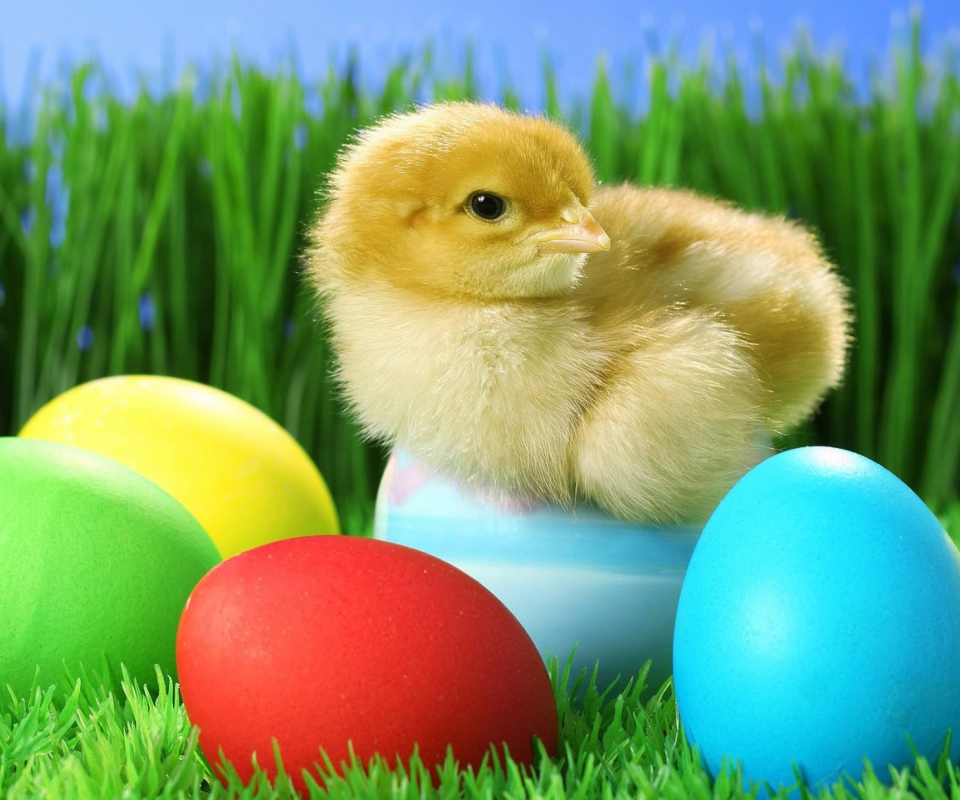 Das Yellow Chick And Easter Eggs Wallpaper 960x800
