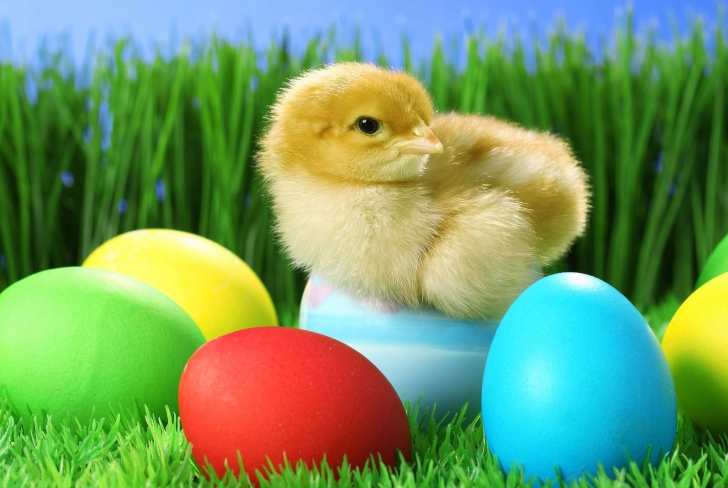 Обои Yellow Chick And Easter Eggs