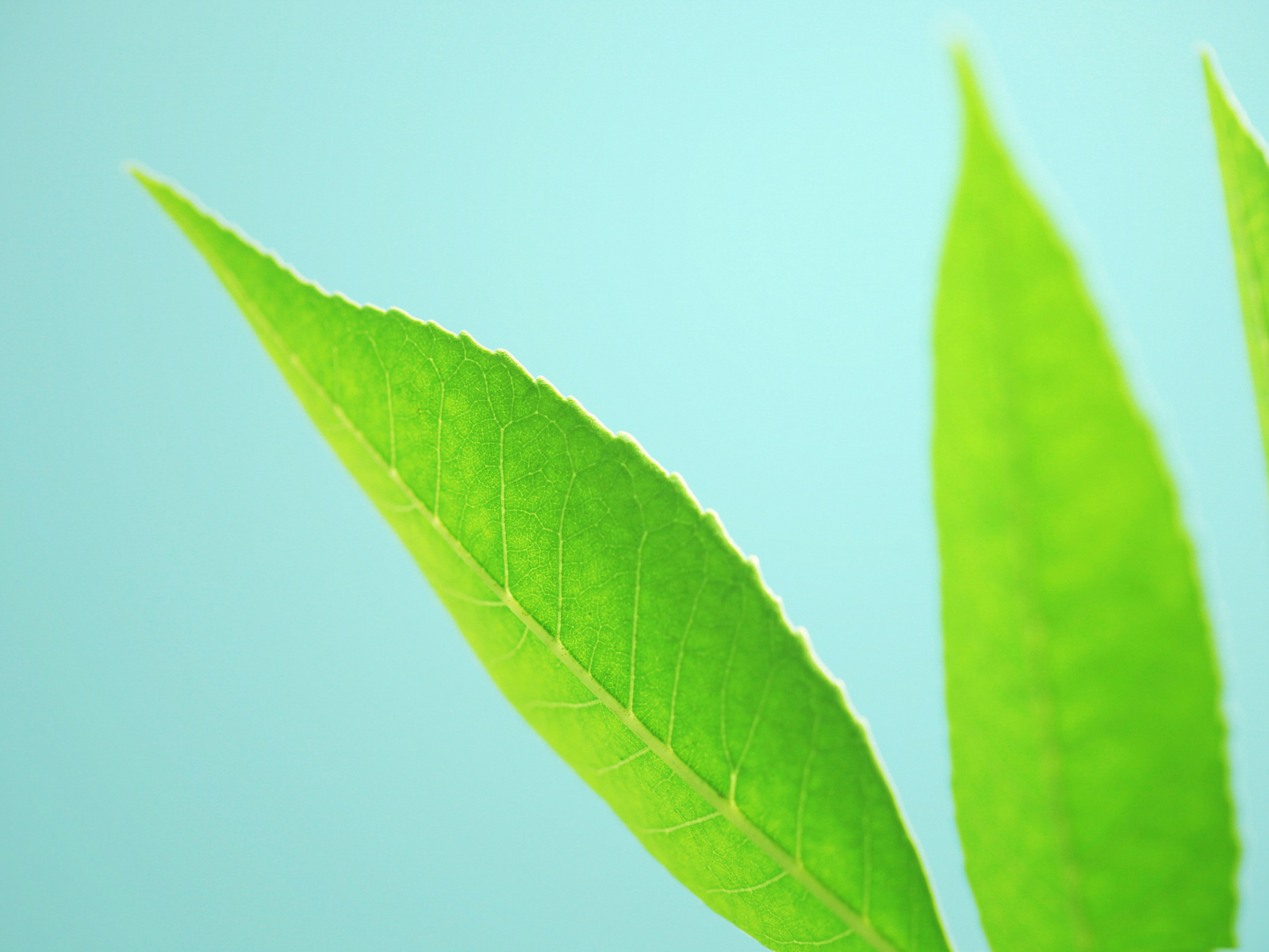 Fondo de pantalla Green Leaves On Blue Background 1600x1200