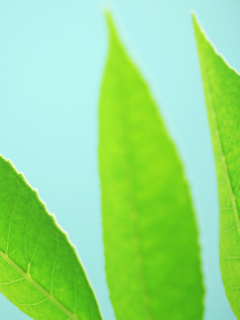 Green Leaves On Blue Background wallpaper 240x320