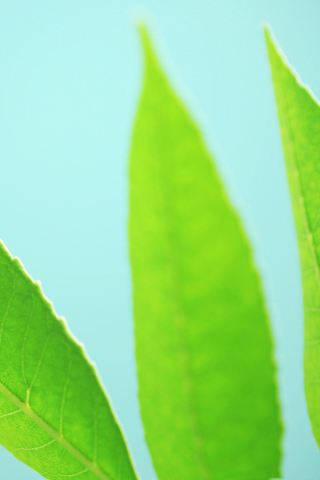 Das Green Leaves On Blue Background Wallpaper 320x480