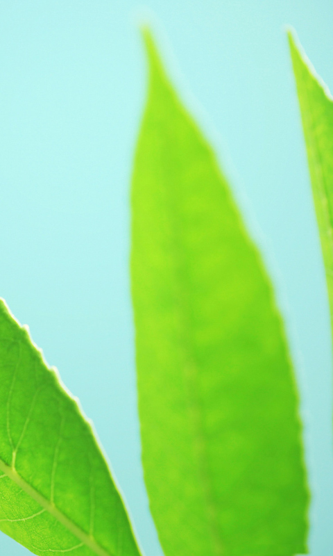 Green Leaves On Blue Background wallpaper 480x800