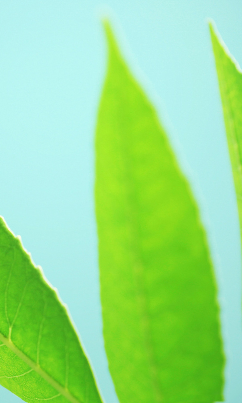 Обои Green Leaves On Blue Background 480x800