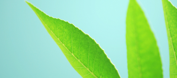 Fondo de pantalla Green Leaves On Blue Background 720x320