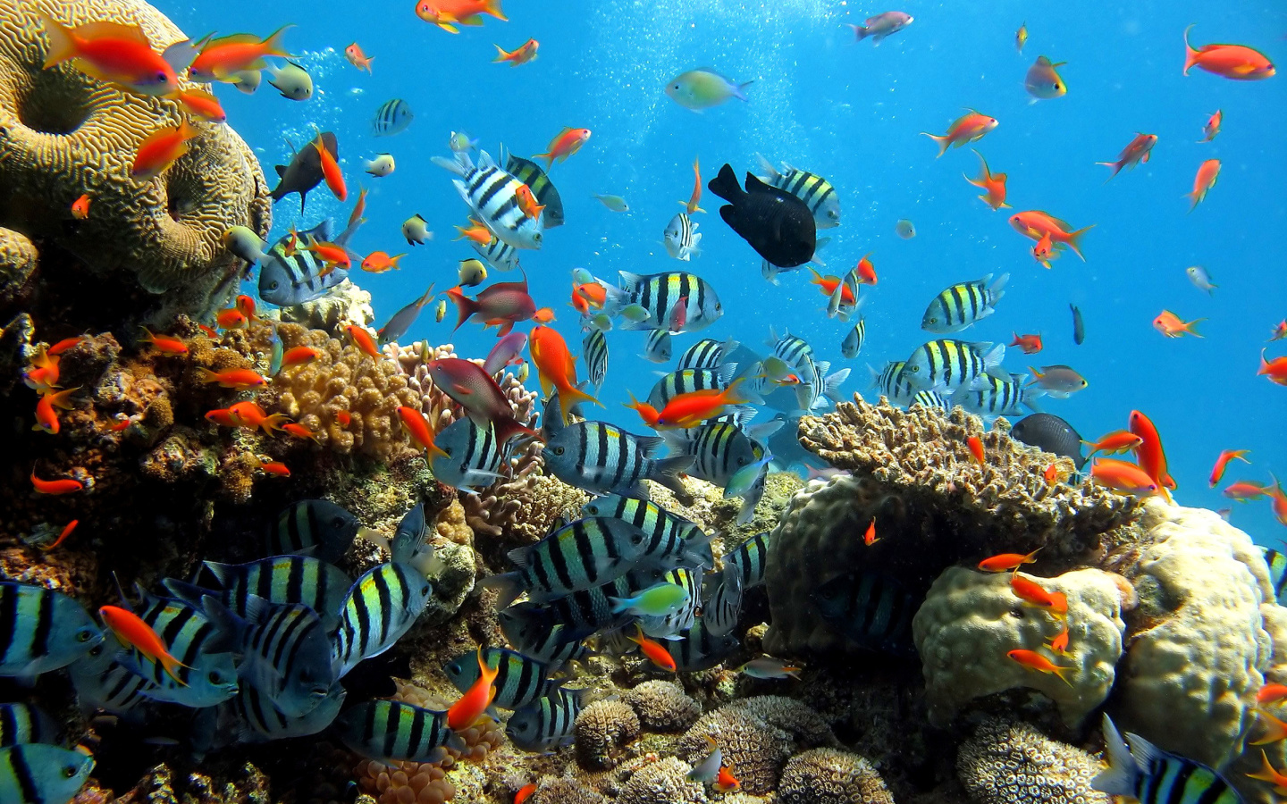 Fondo de pantalla Thai seaworld with fish 1440x900